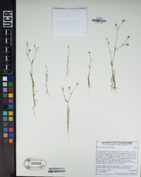 Gilia ochroleuca image