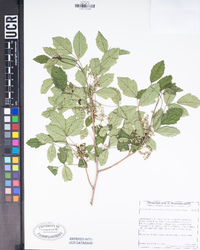 Toxicodendron diversilobum image