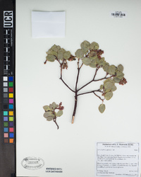 Arctostaphylos glauca image