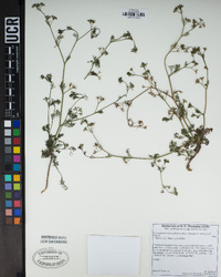 Cyclospermum leptophyllum image