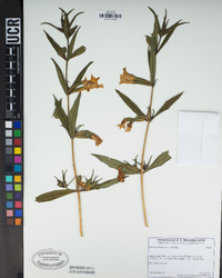 Diplacus × lompocensis image