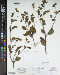 Phacelia suaveolens image