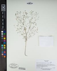 Hesperolinon adenophyllum image