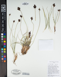 Carex helleri image