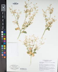 Aliciella latifolia image