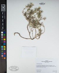 Phlox diffusa image