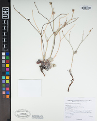 Eriogonum panamintense image
