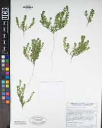 Lepidium acutidens image