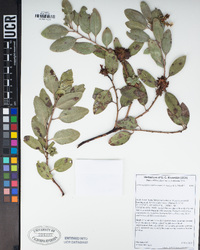 Arctostaphylos rainbowensis image