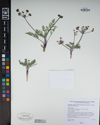 Lomatium nevadense image