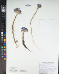 Eriastrum densifolium image