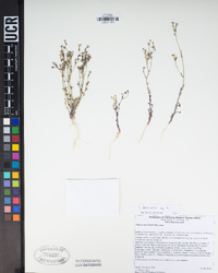 Gilia brecciarum image