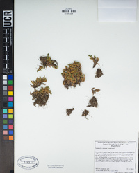 Selaginella watsonii image