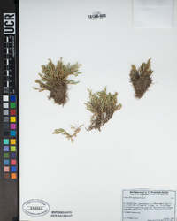 Selaginella bigelovii image