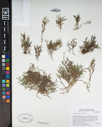 Selaginella bigelovii image