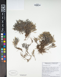 Selaginella bigelovii image