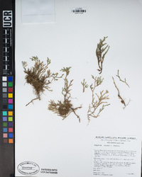 Selaginella bigelovii image