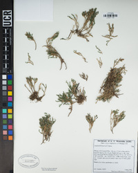 Selaginella bigelovii image