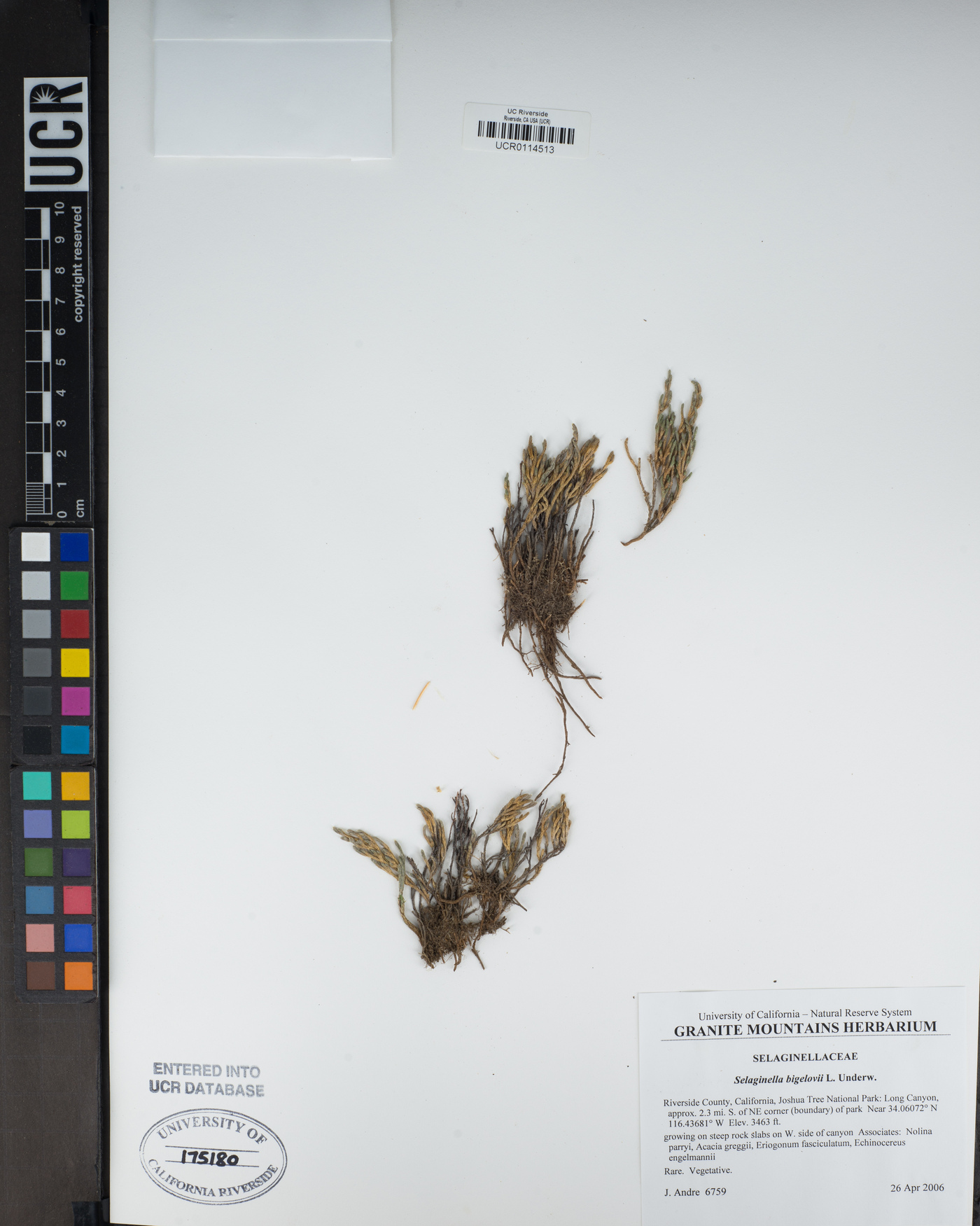 Selaginella bigelovii image