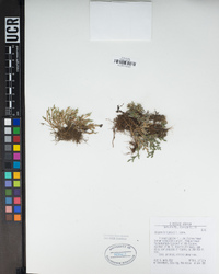 Selaginella bigelovii image