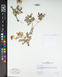 Clematis lasiantha image