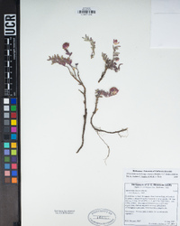 Monardella australis subsp. cinerea image