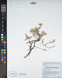 Monardella australis subsp. cinerea image