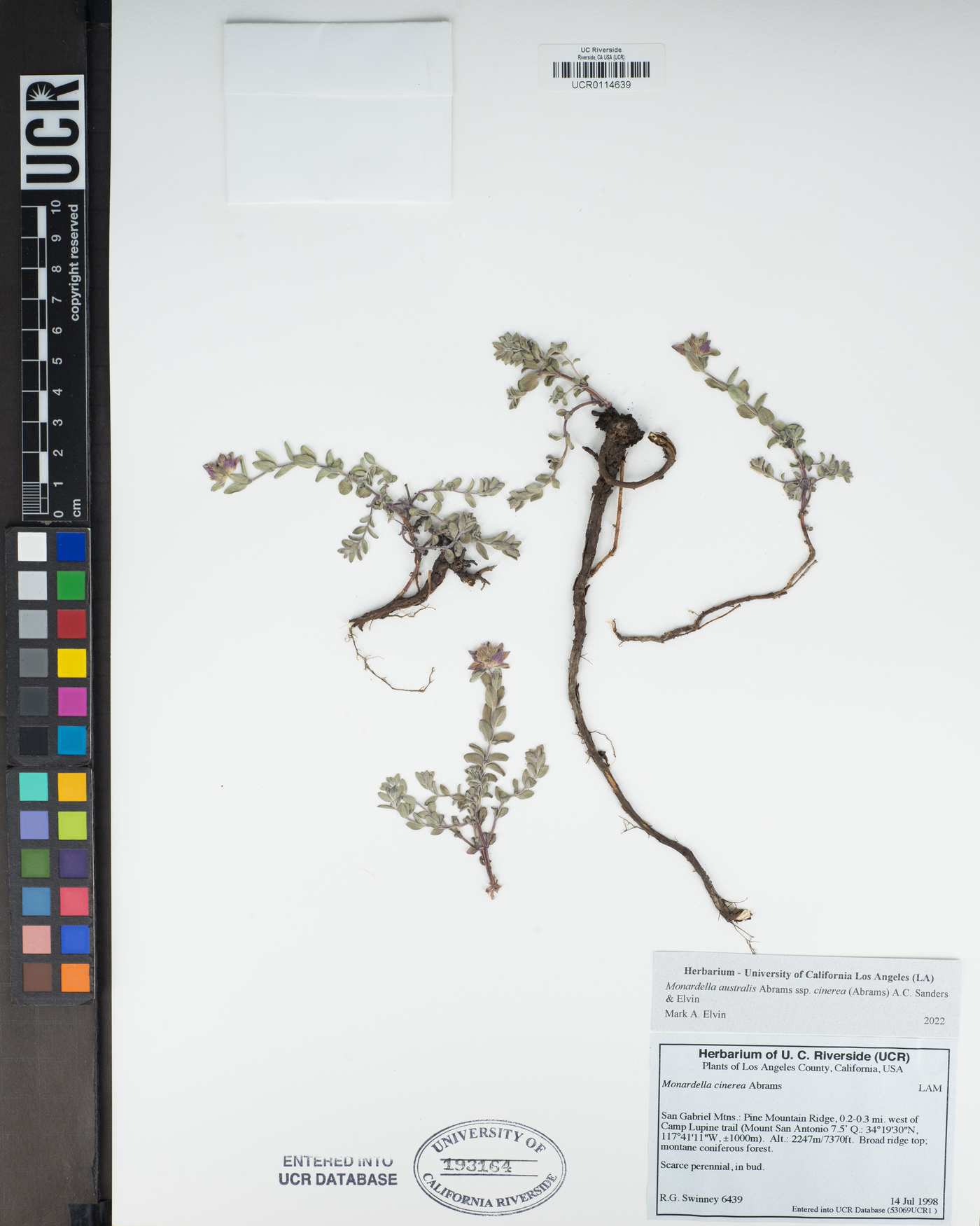 Monardella australis subsp. cinerea image