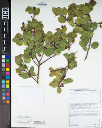 Arctostaphylos montereyensis image