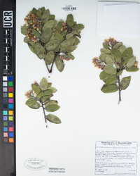 Arctostaphylos tomentosa subsp. tomentosa image