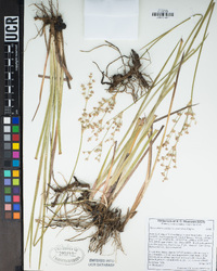 Juncus phaeocephalus var. paniculatus image