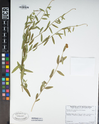 Polygala cornuta image