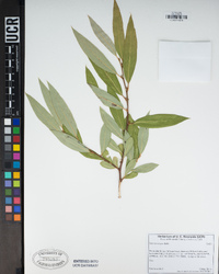 Salix laevigata image