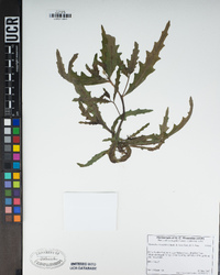 Mentzelia micrantha image