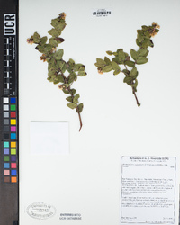 Arctostaphylos pajaroensis image