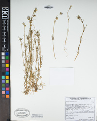 Gilia angelensis image