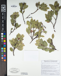 Arctostaphylos glandulosa subsp. cushingiana image