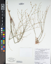 Eriogonum davidsonii image