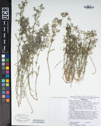 Galium angustifolium image