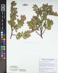 Arctostaphylos nevadensis subsp. nevadensis image