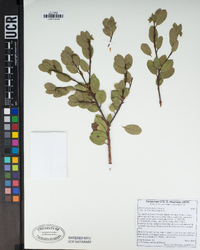 Arctostaphylos patula image