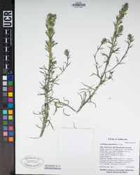 Castilleja plagiotoma image