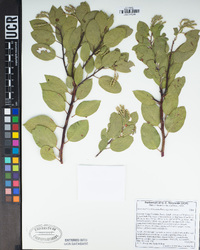 Arctostaphylos manzanita subsp. manzanita image