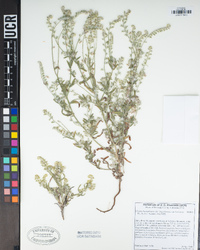 Cryptantha barbigera image