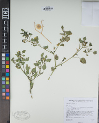 Physalis crassifolia image