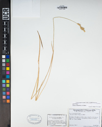 Carex occidentalis image