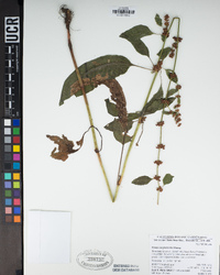 Rumex conglomeratus image