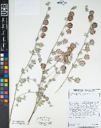 Acmispon argophyllus var. argenteus image