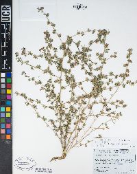 Acmispon decumbens image