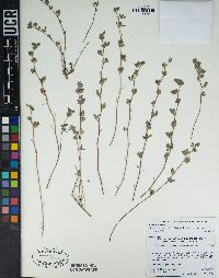 Acmispon nevadensis var. nevadensis image
